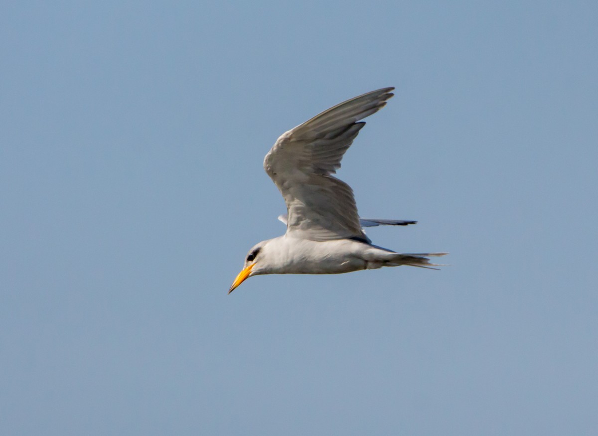River Tern - ML642923586