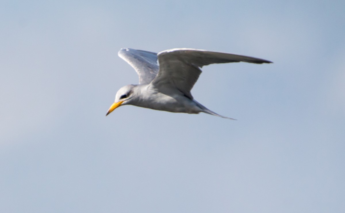 River Tern - ML642923587