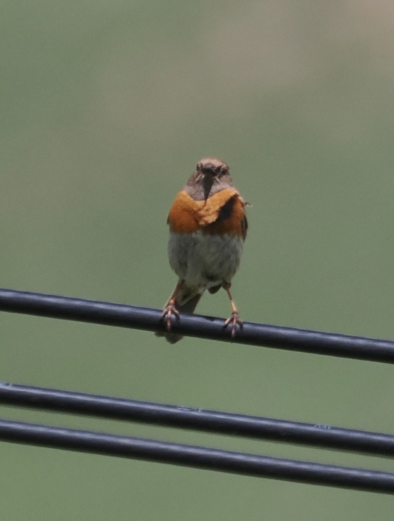 Robin Accentor - ML642923588