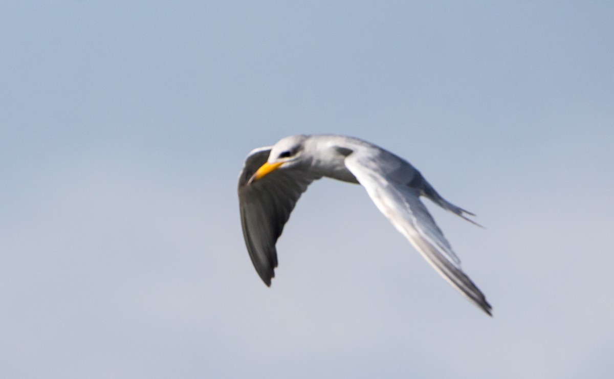 River Tern - ML642923589
