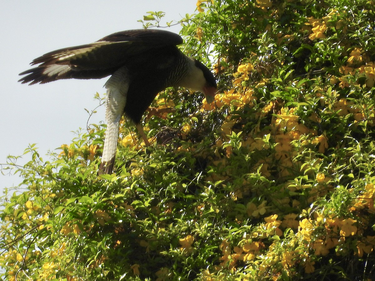Crested Caracara (Southern) - ML642923591
