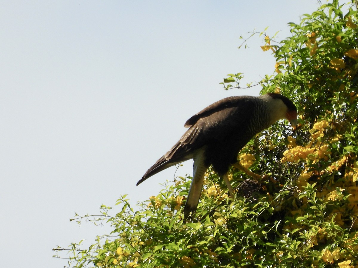 Crested Caracara (Southern) - ML642923592