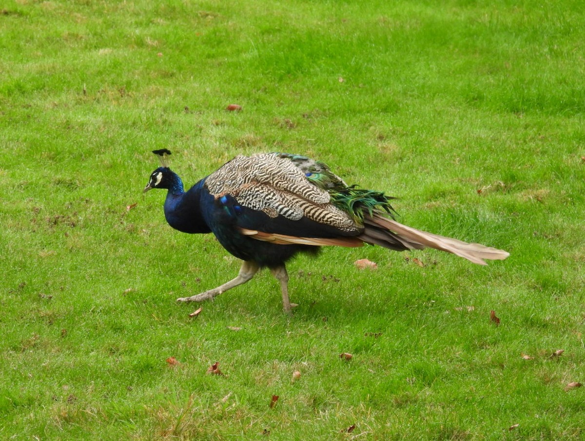 Indian Peafowl - ML642923603
