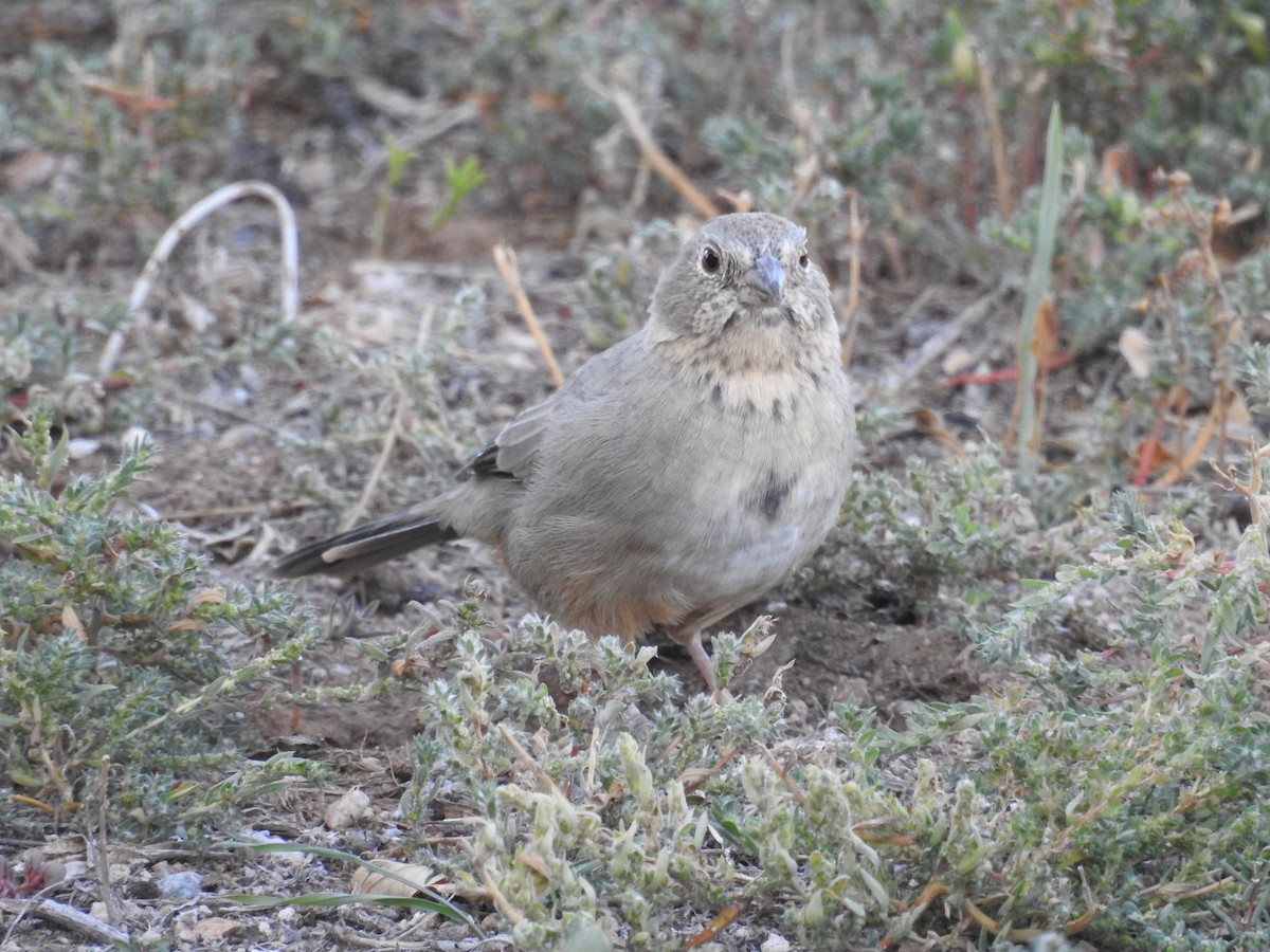 Canyon Towhee - ML642923609