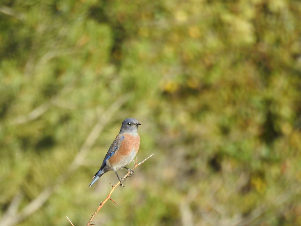 Western Bluebird - ML642923643