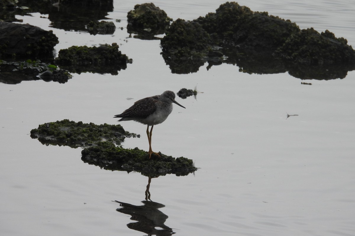 Greater Yellowlegs - ML642923646