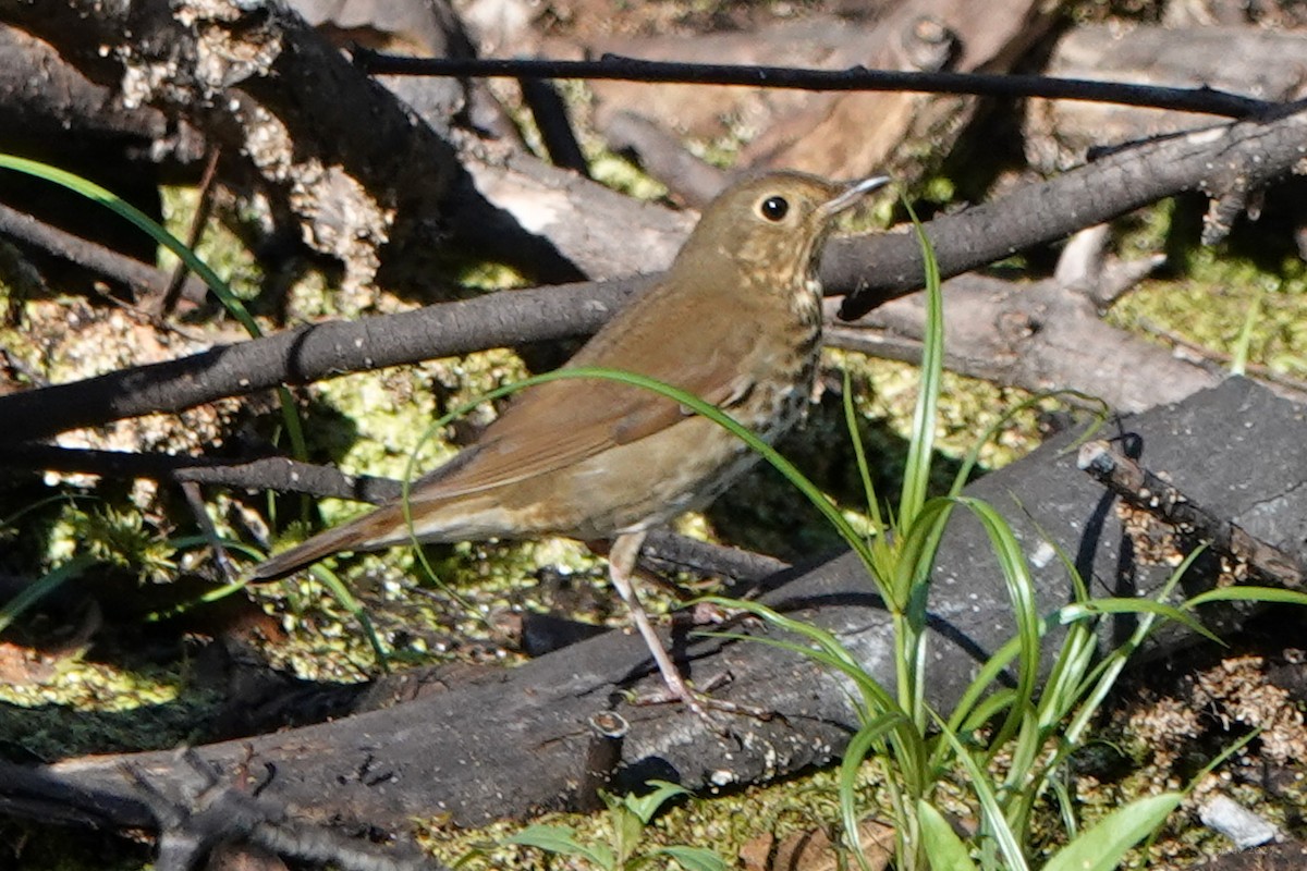 Swainson's Thrush - ML642923658