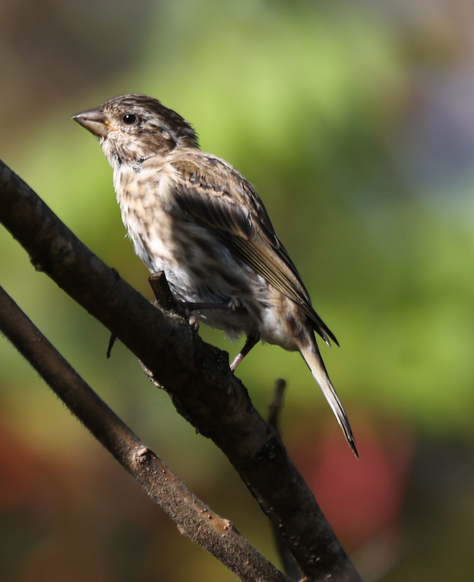 Purple Finch - ML642923710