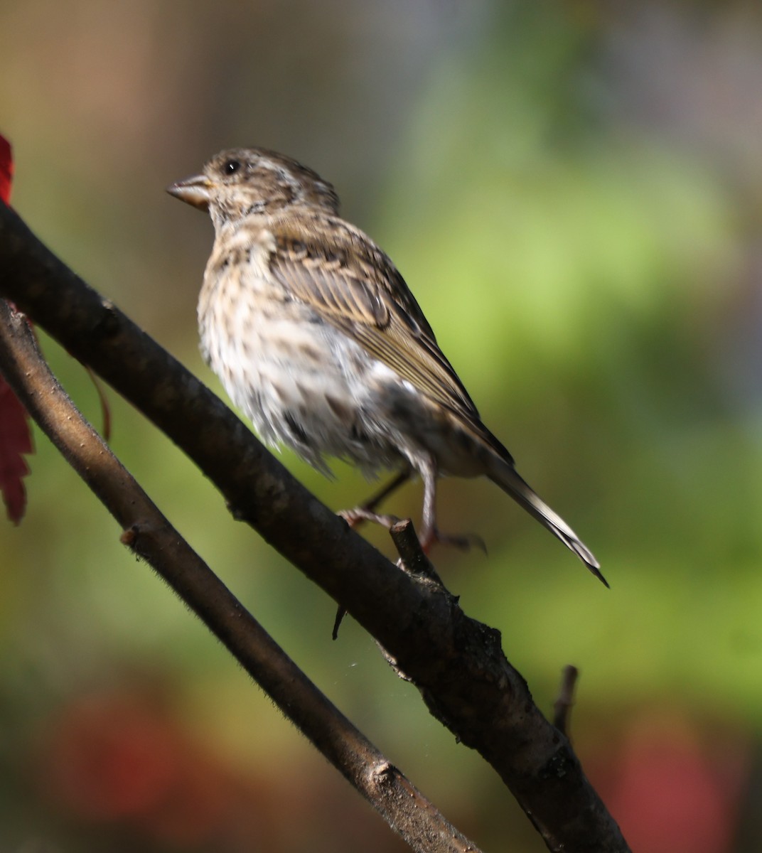 Purple Finch - ML642923711