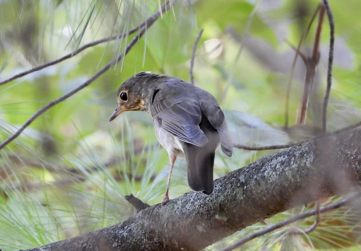 Swainson's Thrush - ML642923717