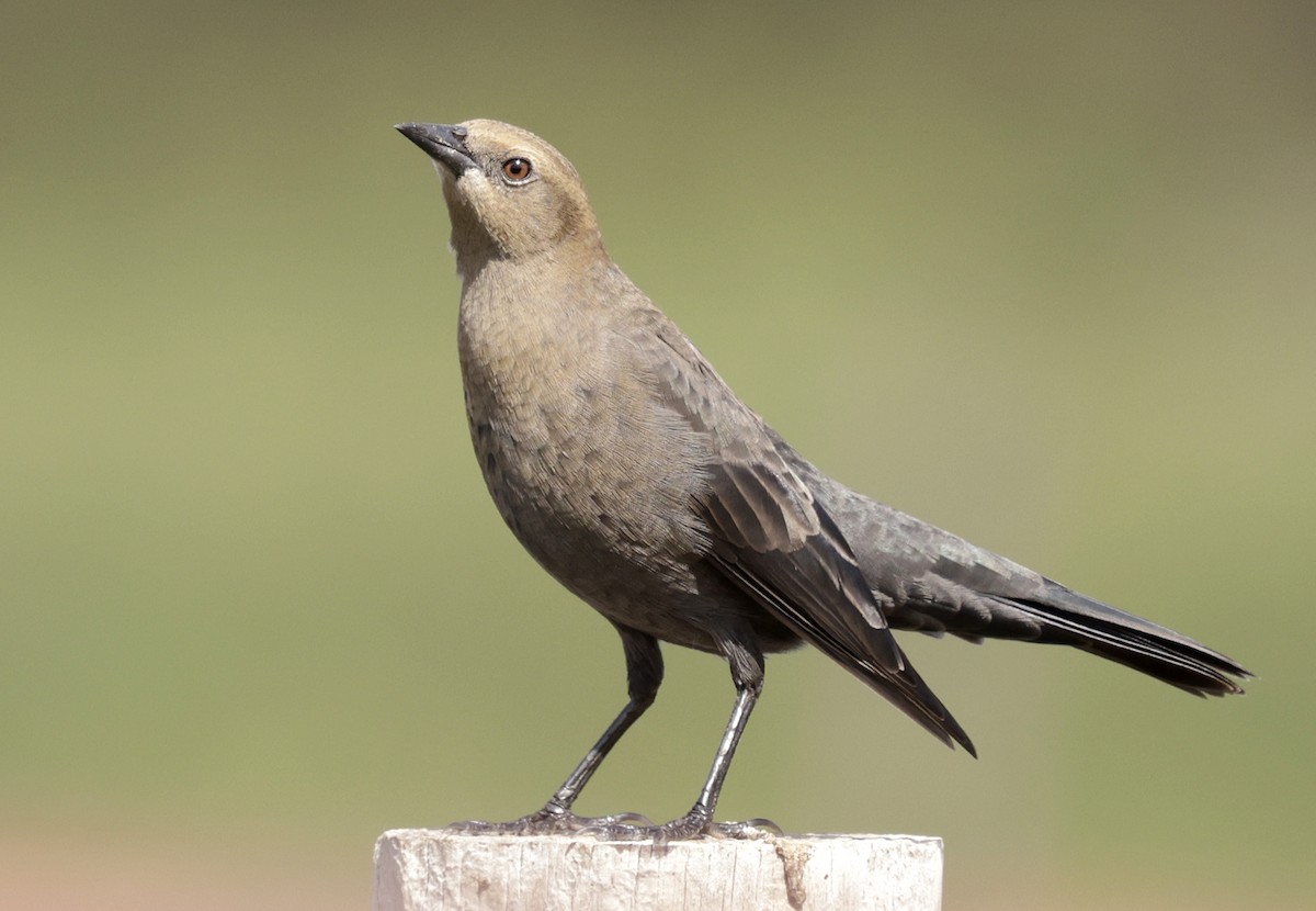 Brewer's Blackbird - ML642923731