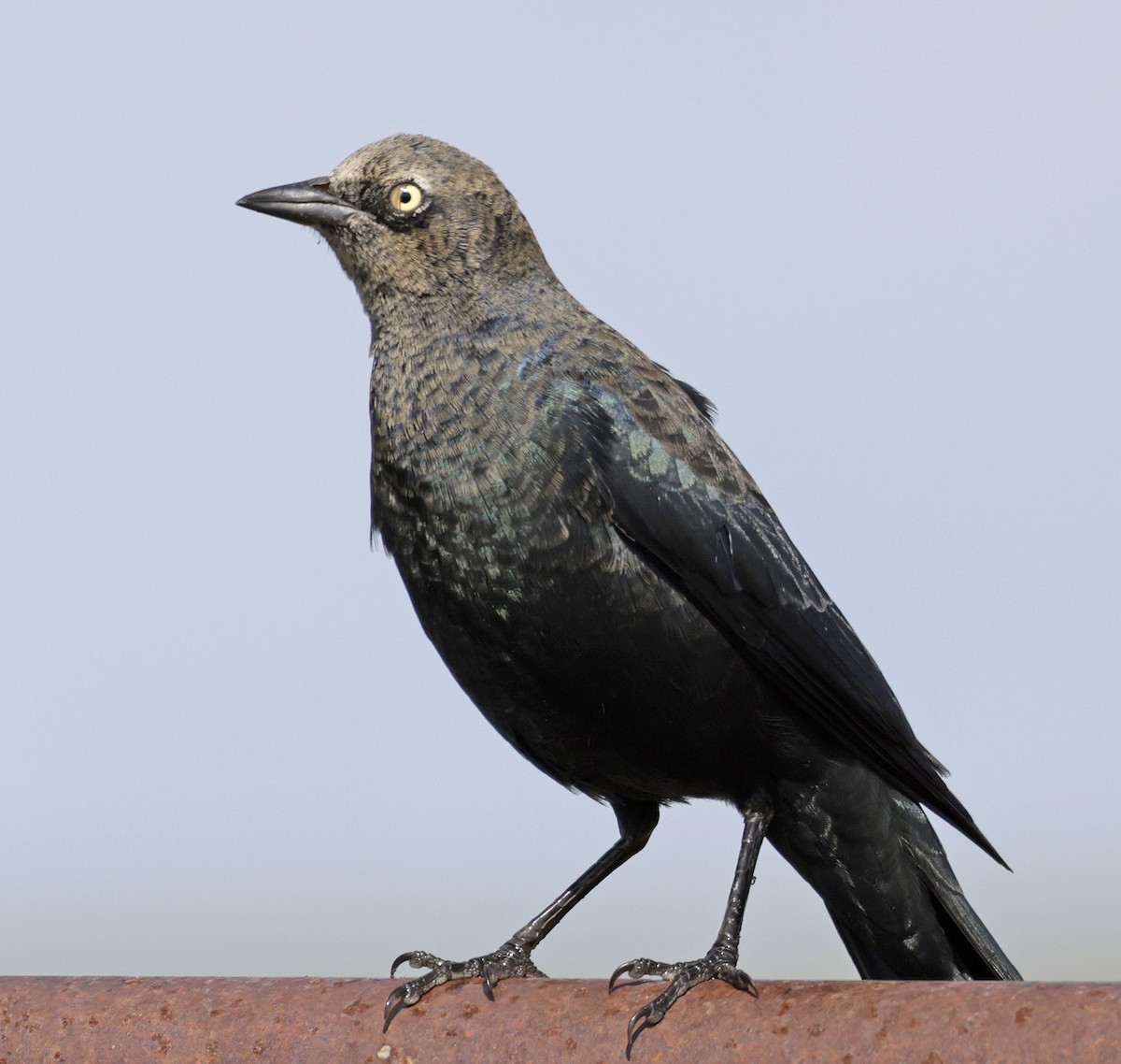 Brewer's Blackbird - ML642923732