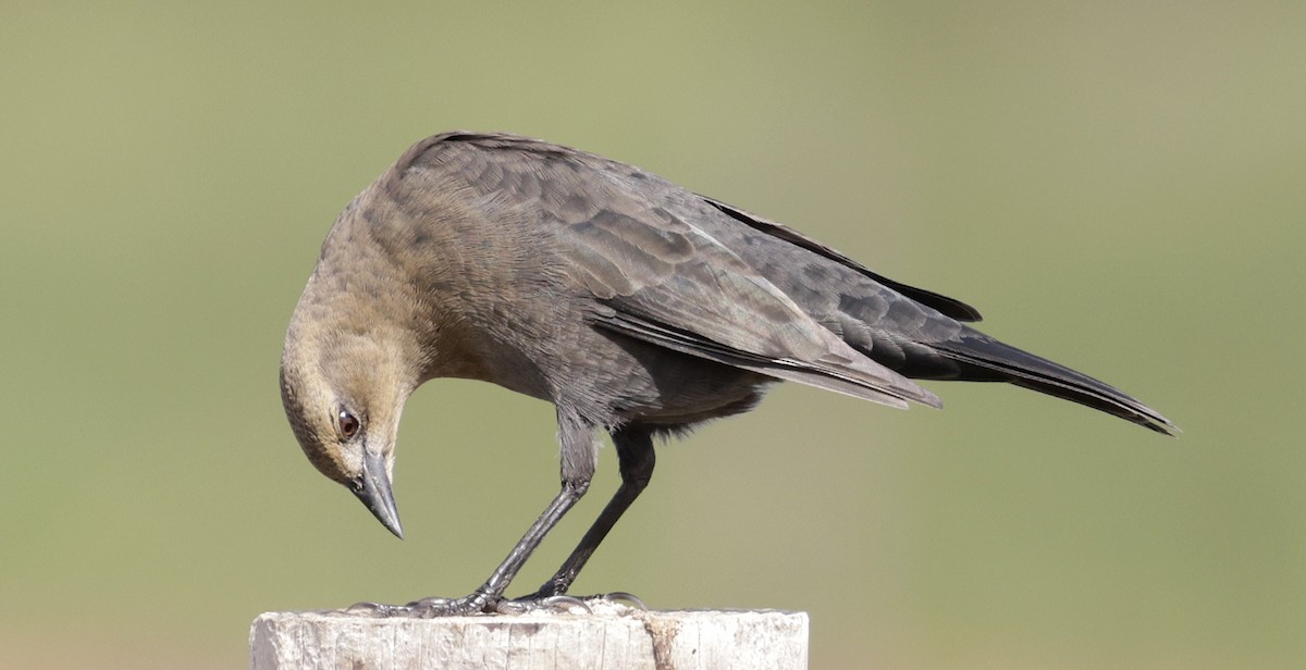 Brewer's Blackbird - ML642923733