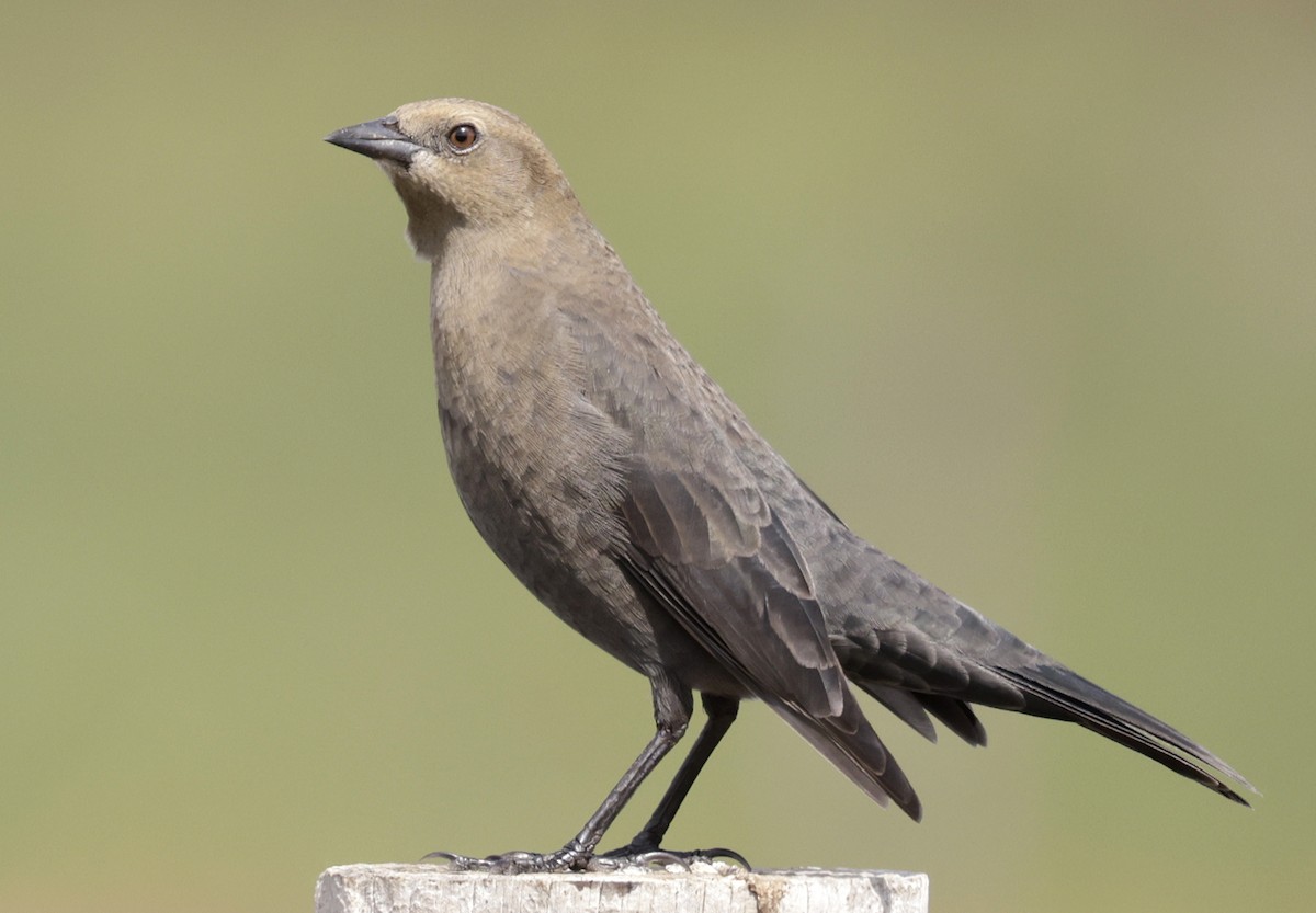 Brewer's Blackbird - ML642923734