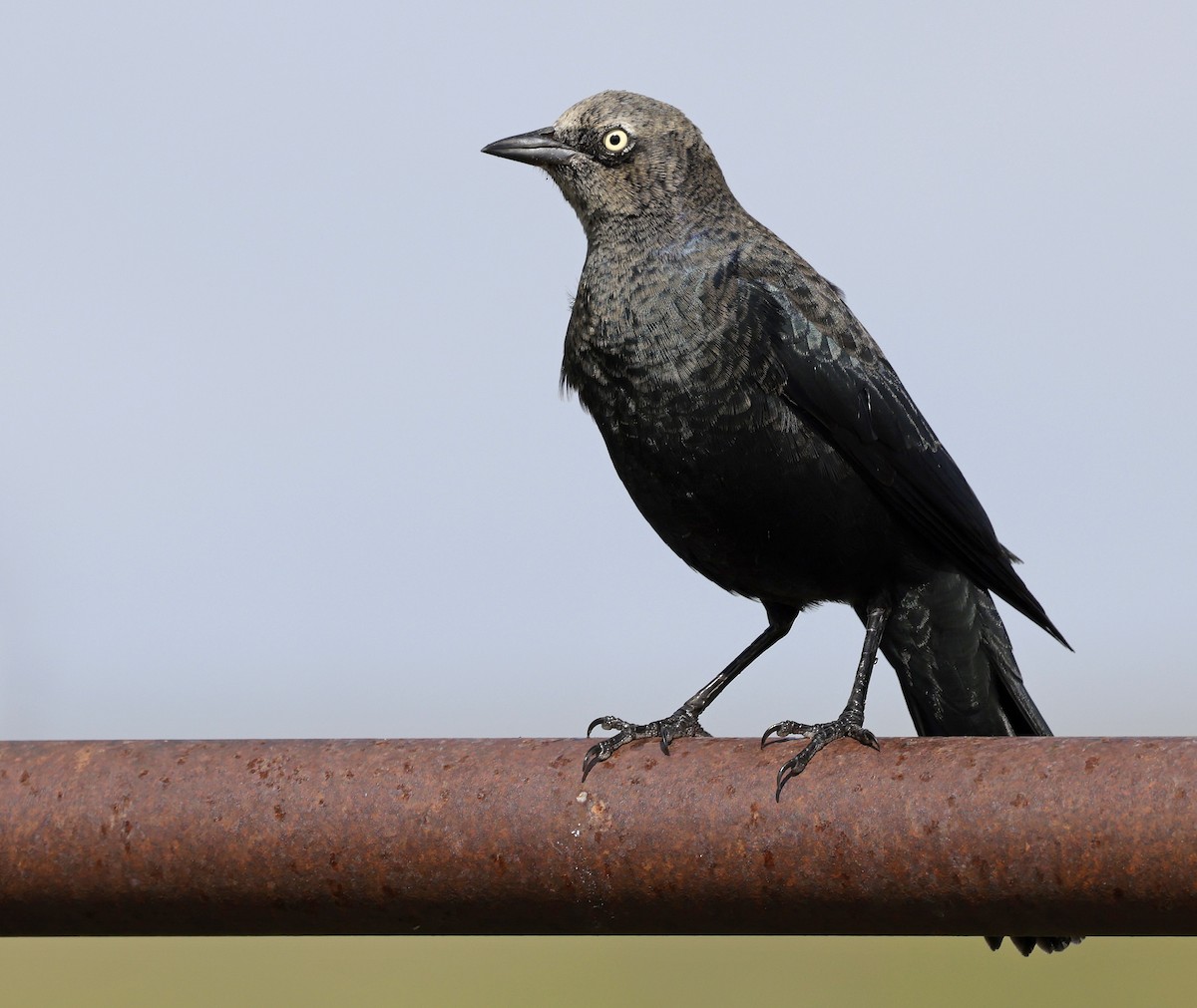 Brewer's Blackbird - ML642923735