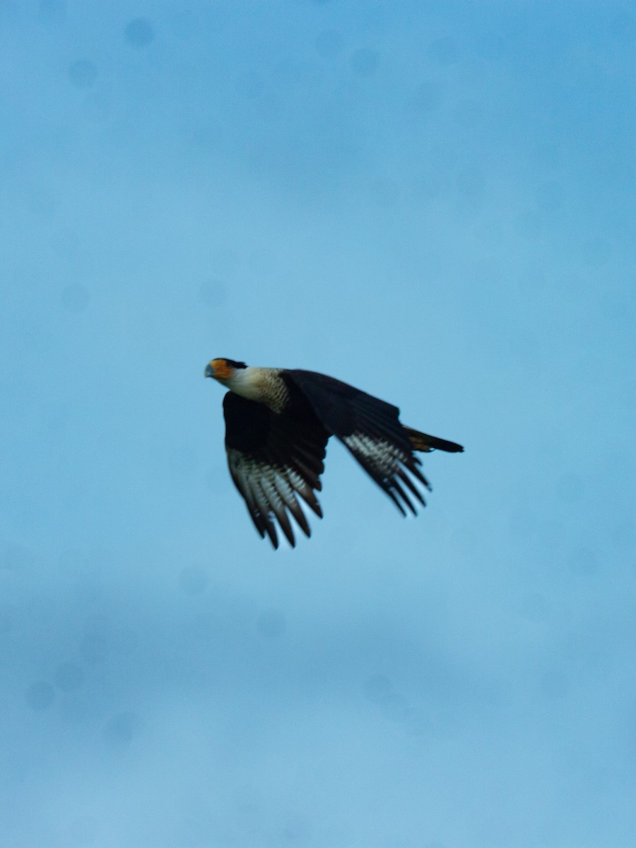 Crested Caracara - ML642923765
