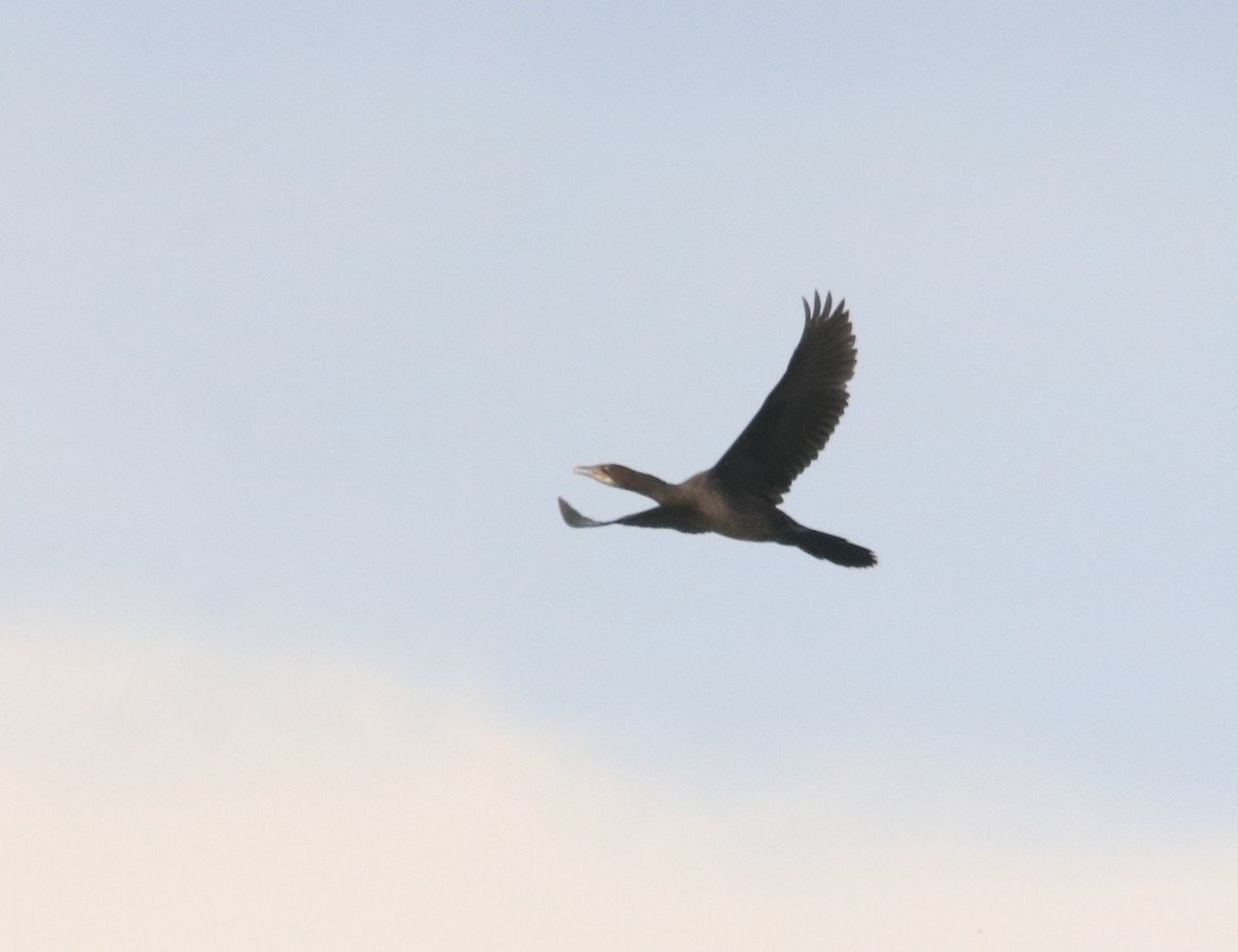 Pygmy Cormorant - ML642923774