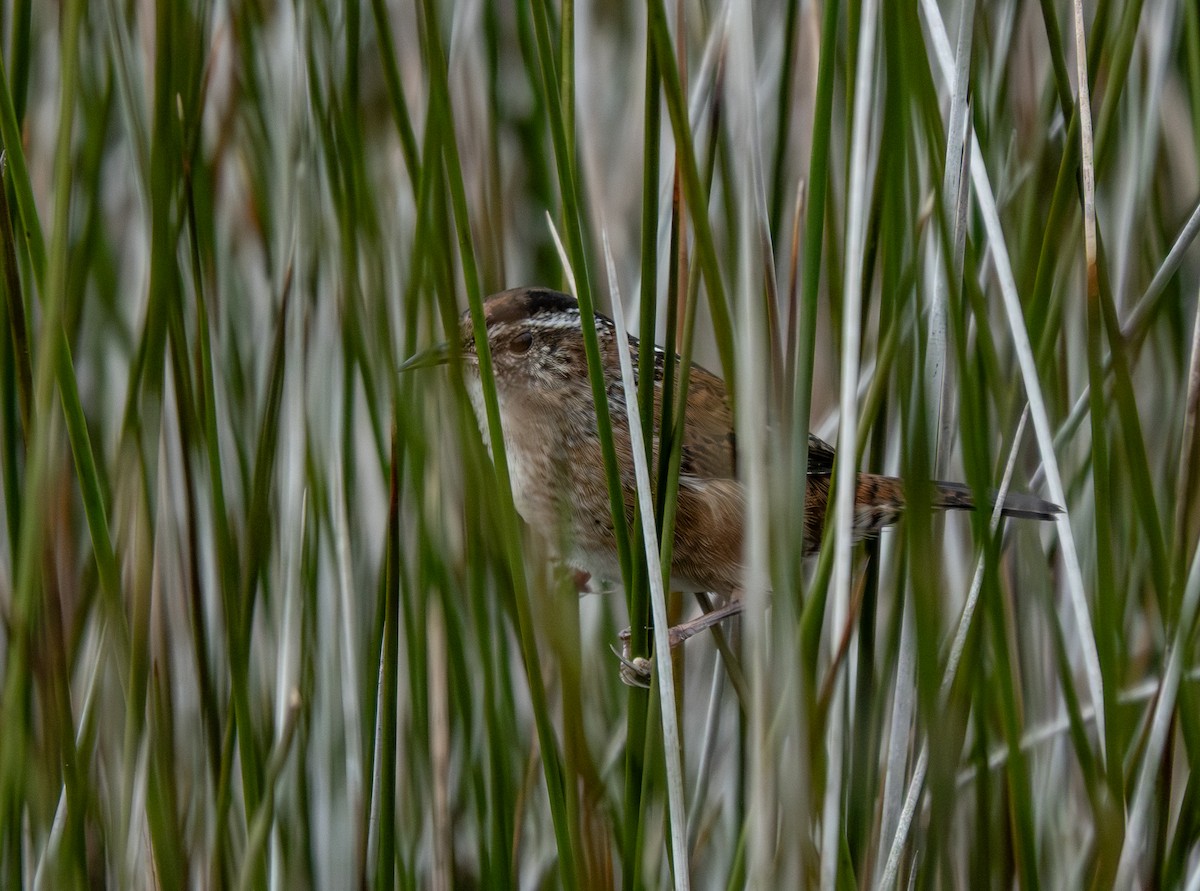 Marsh Wren - ML642923783