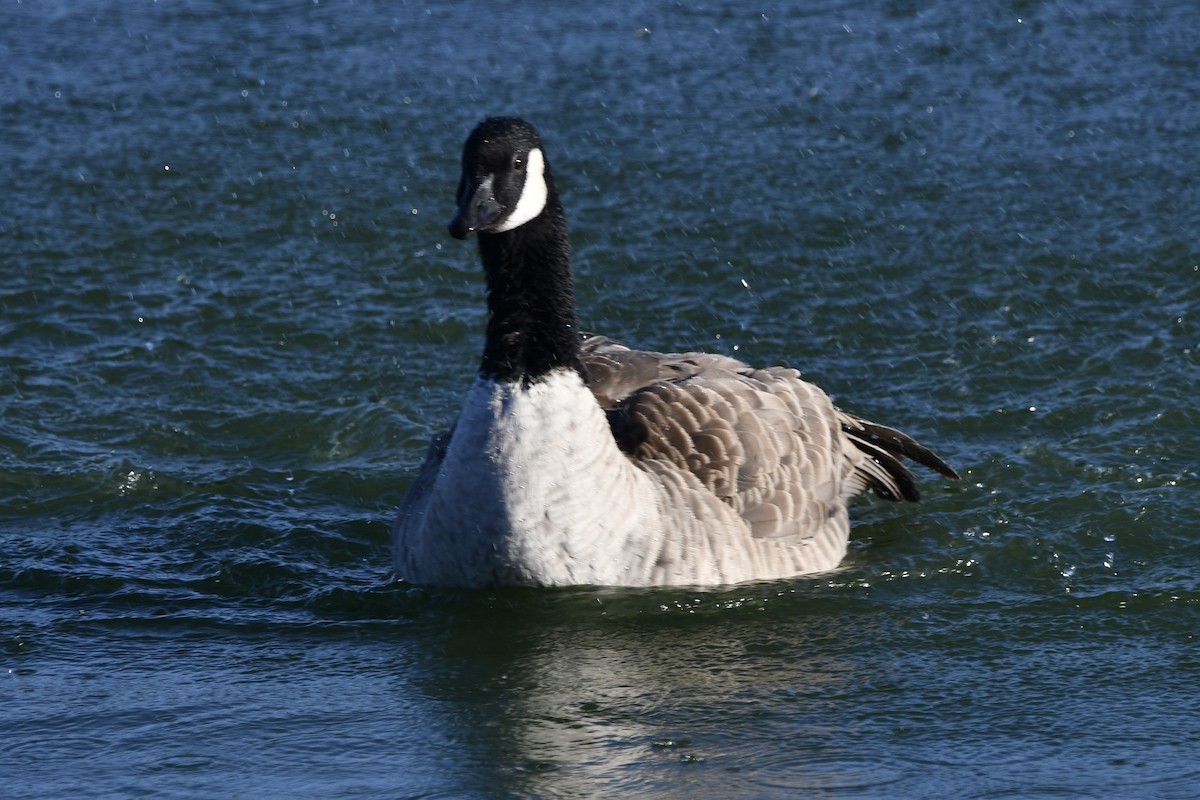 Canada Goose - ML642923784
