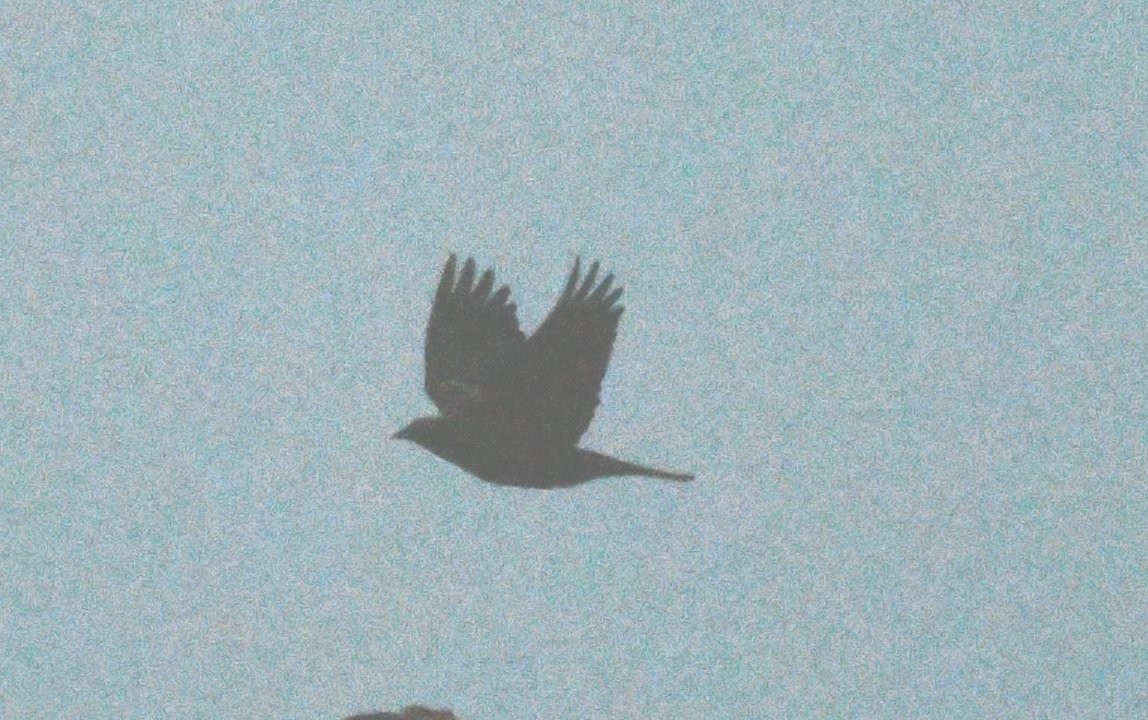 Tricolored Blackbird - ML642923789