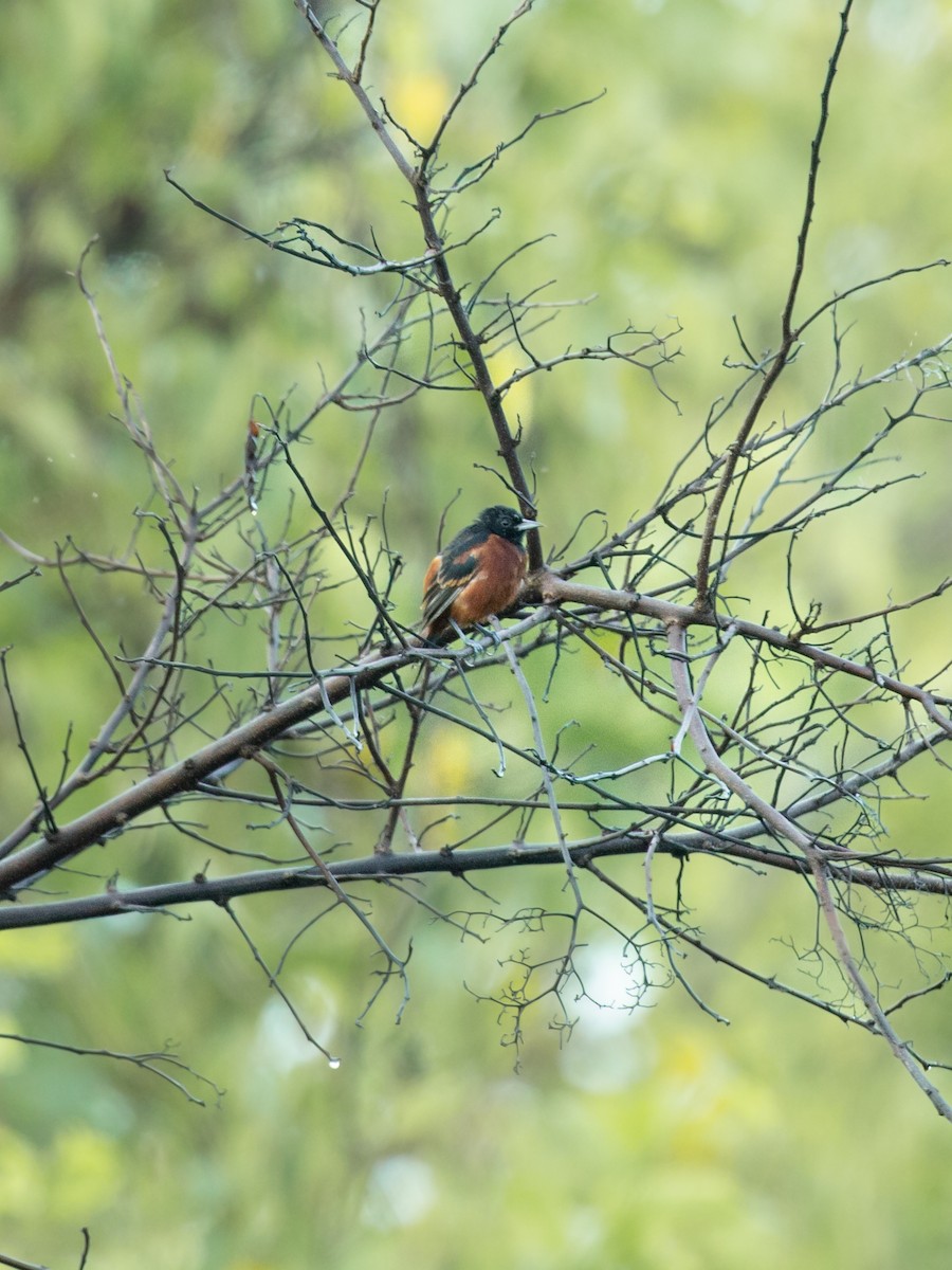 Orchard Oriole - ML642923795