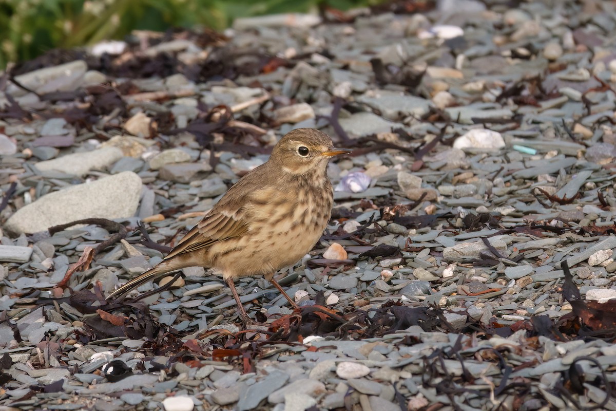 Pipit d'Amérique - ML642923832