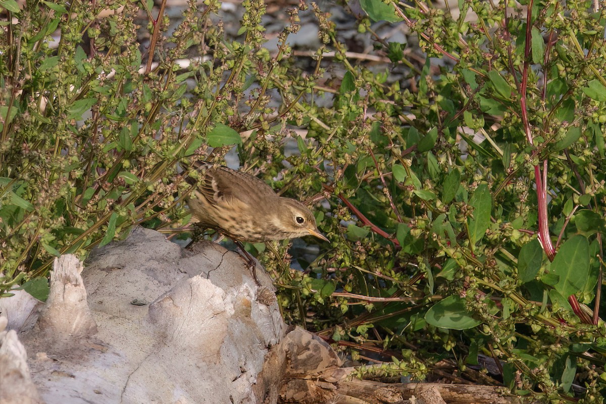 Pipit d'Amérique - ML642923833