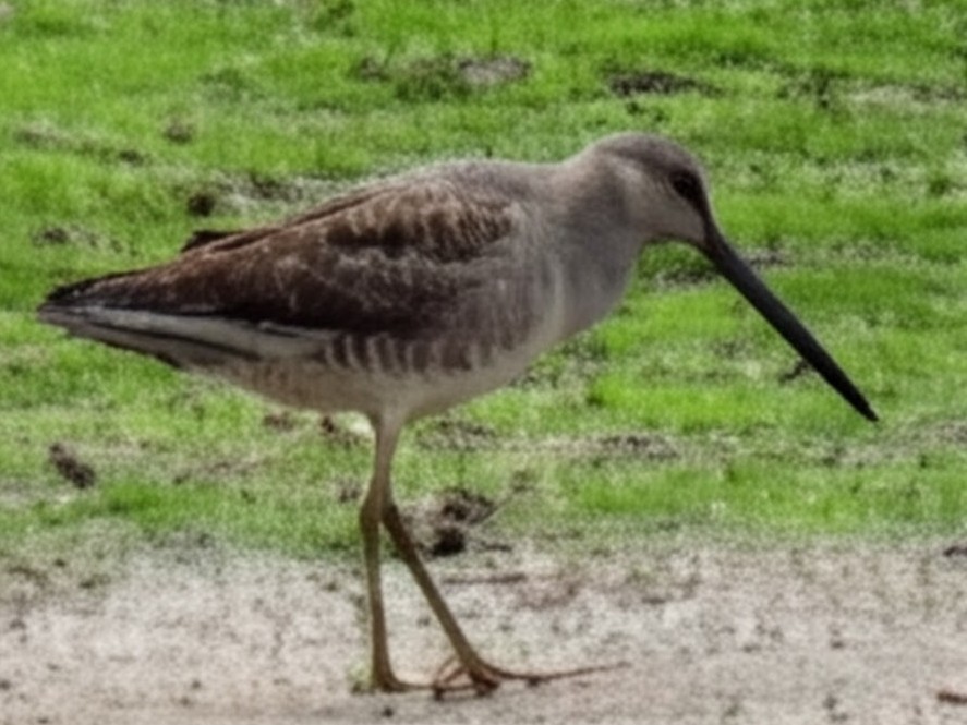 Bécassin à long bec - ML642923836