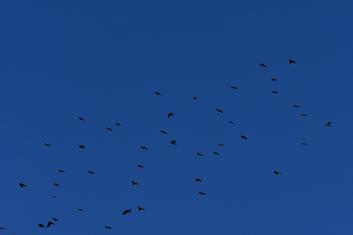 Tricolored Blackbird - ML642923844