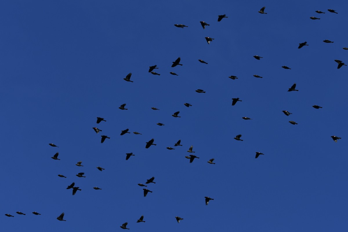 Tricolored Blackbird - ML642923847