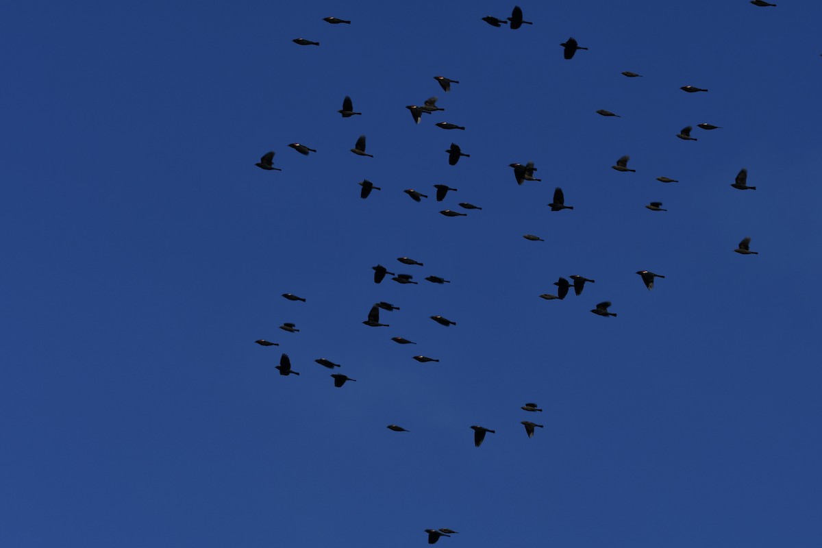 Tricolored Blackbird - ML642923852