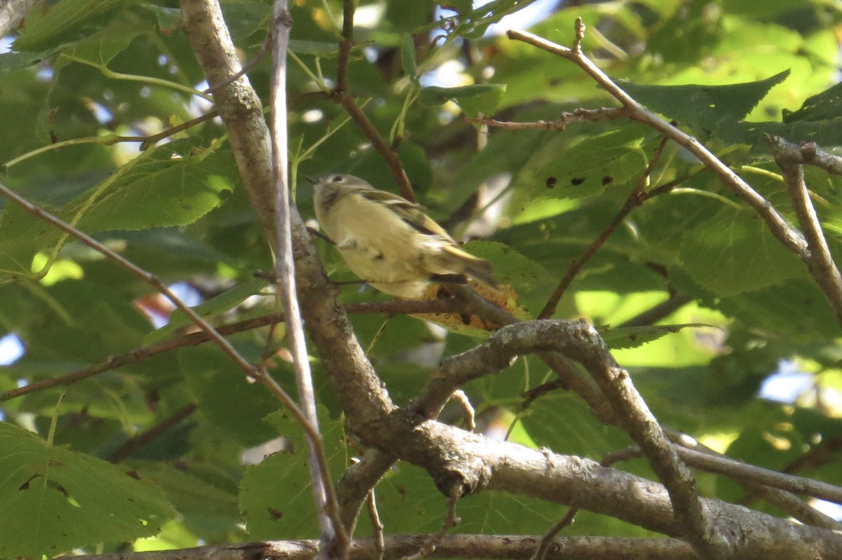 Roitelet à couronne rubis - ML642923854