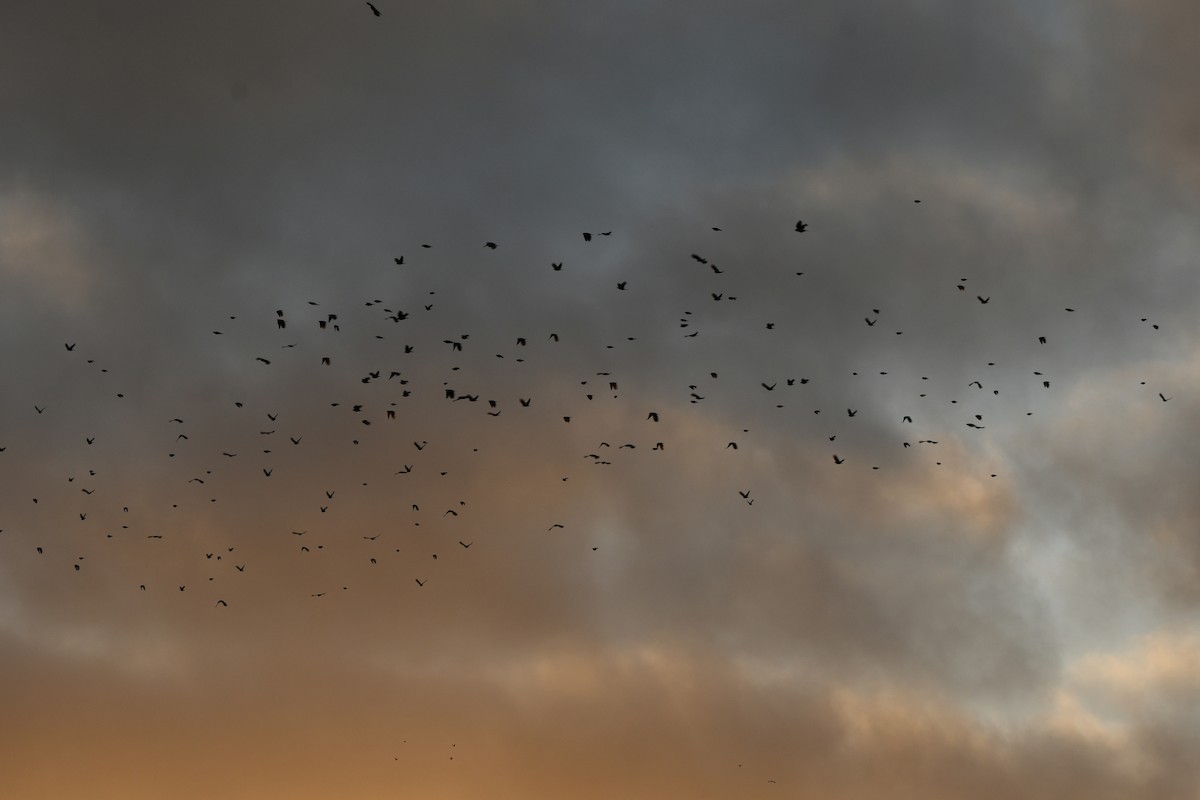 Tricolored Blackbird - ML642923860