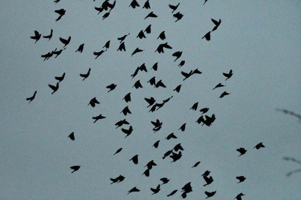Tricolored Blackbird - ML642923863