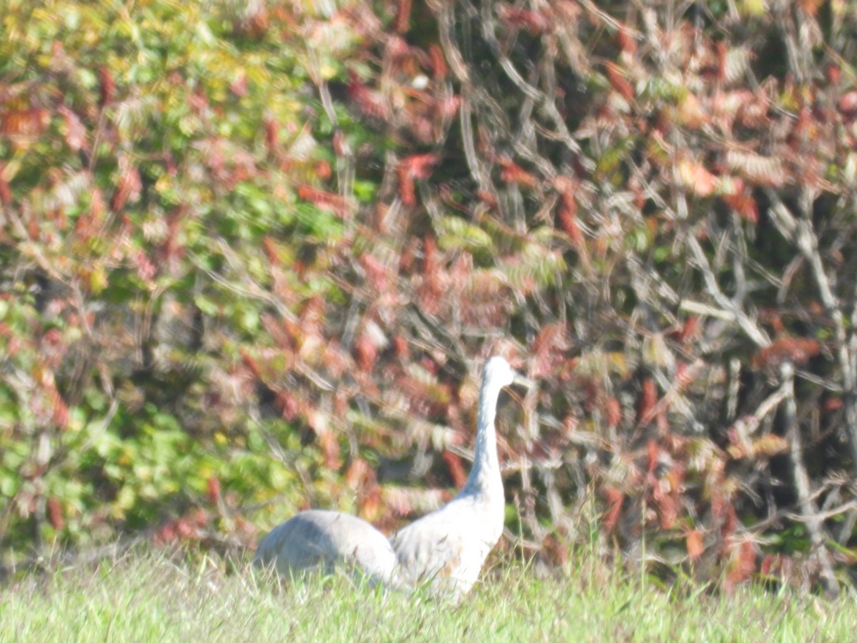 Sandhill Crane - ML642923892