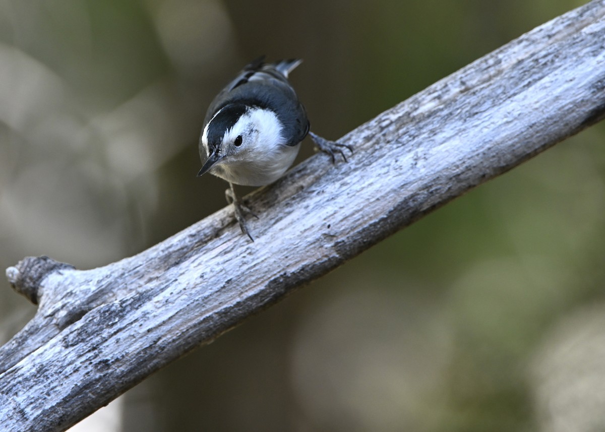White-breasted Nuthatch (Interior West) - ML642923897