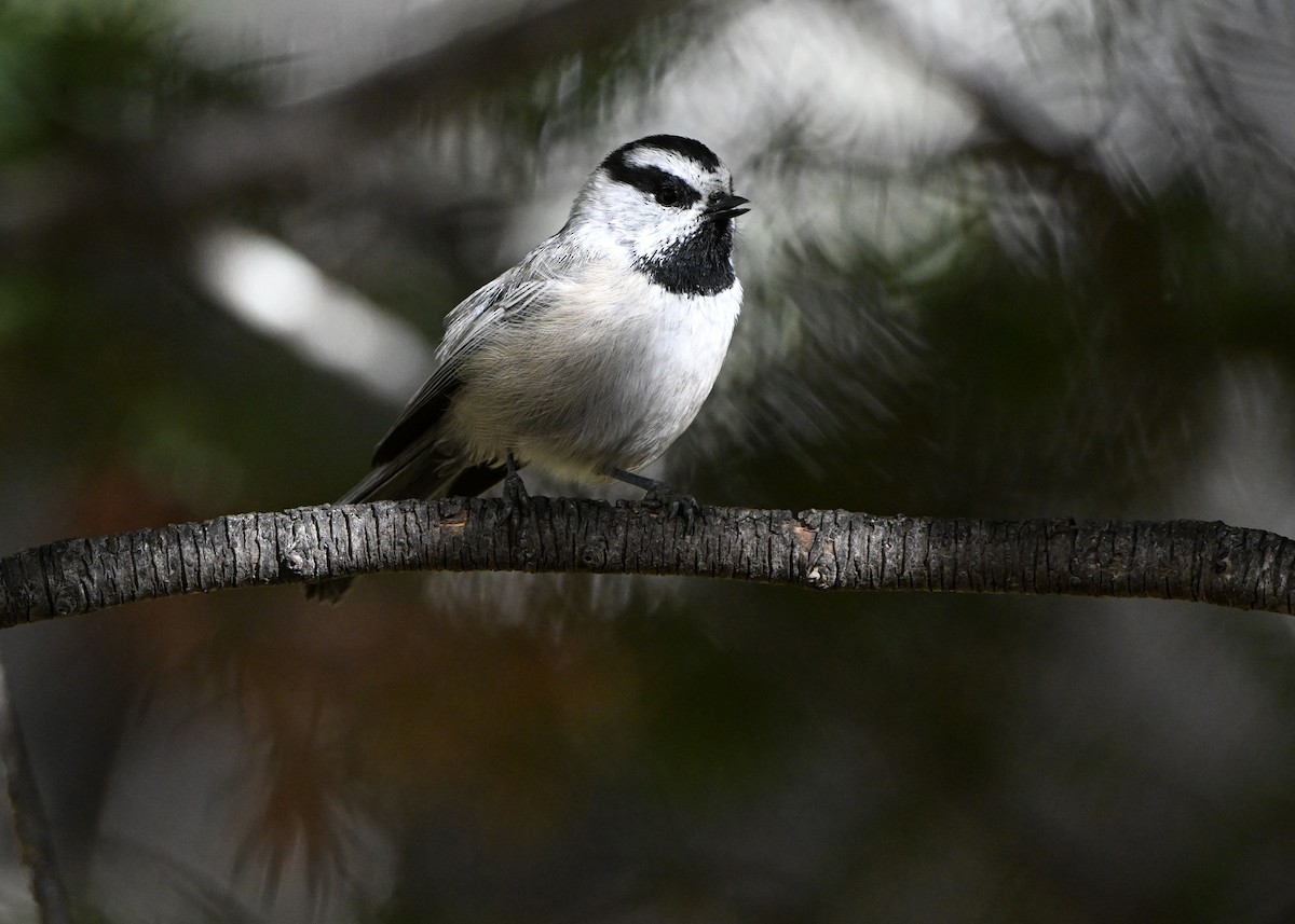 Mountain Chickadee (Rocky Mts.) - ML642923900