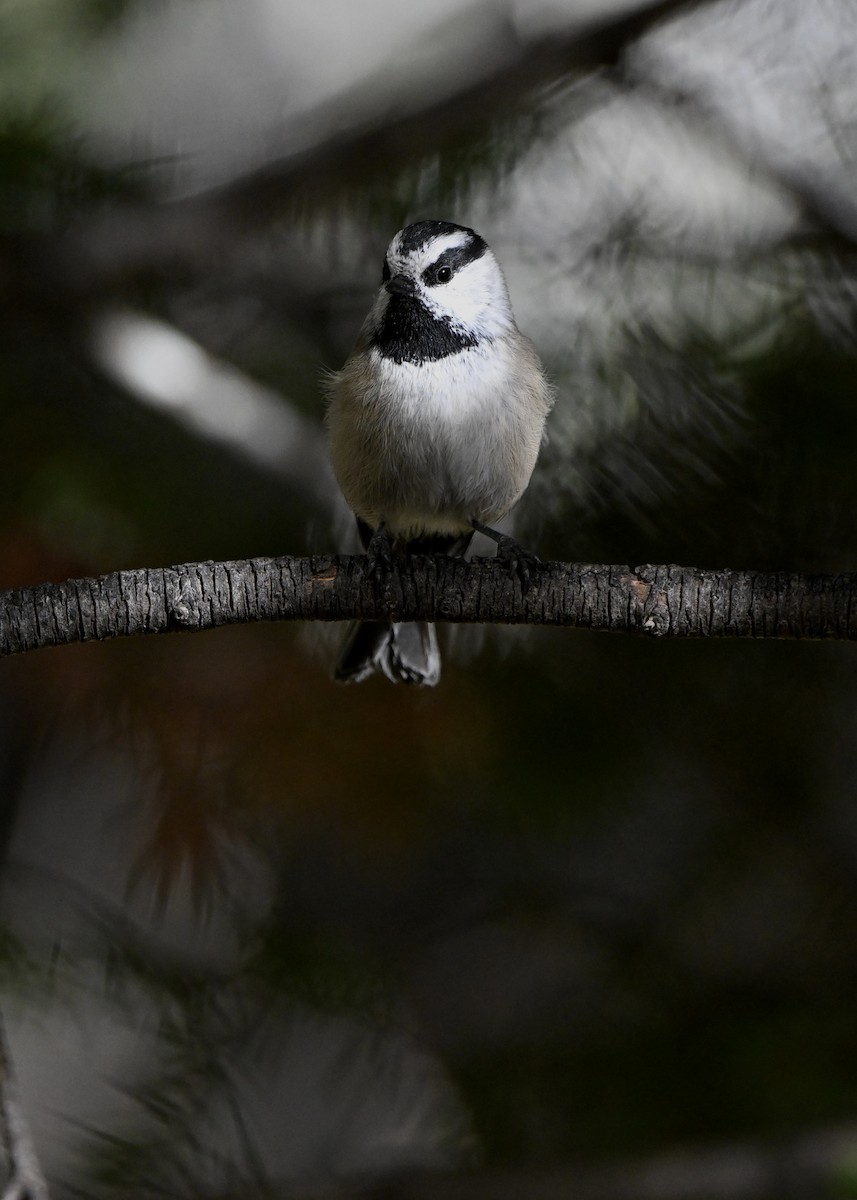 Mountain Chickadee (Rocky Mts.) - ML642923904
