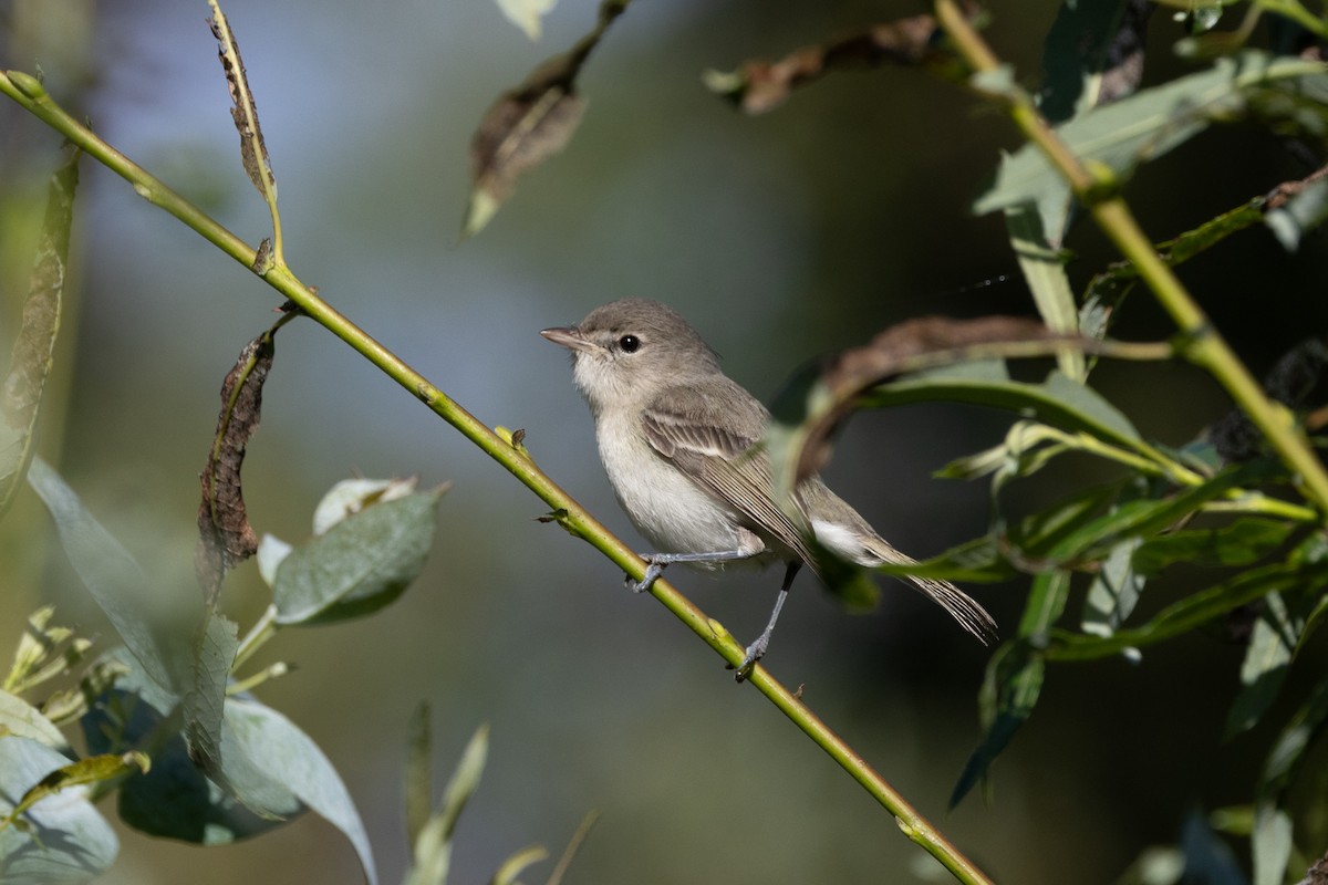 Bell's Vireo - ML642923905