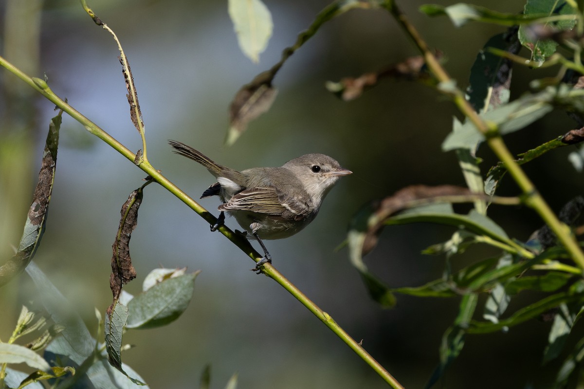 Bell's Vireo - ML642923906