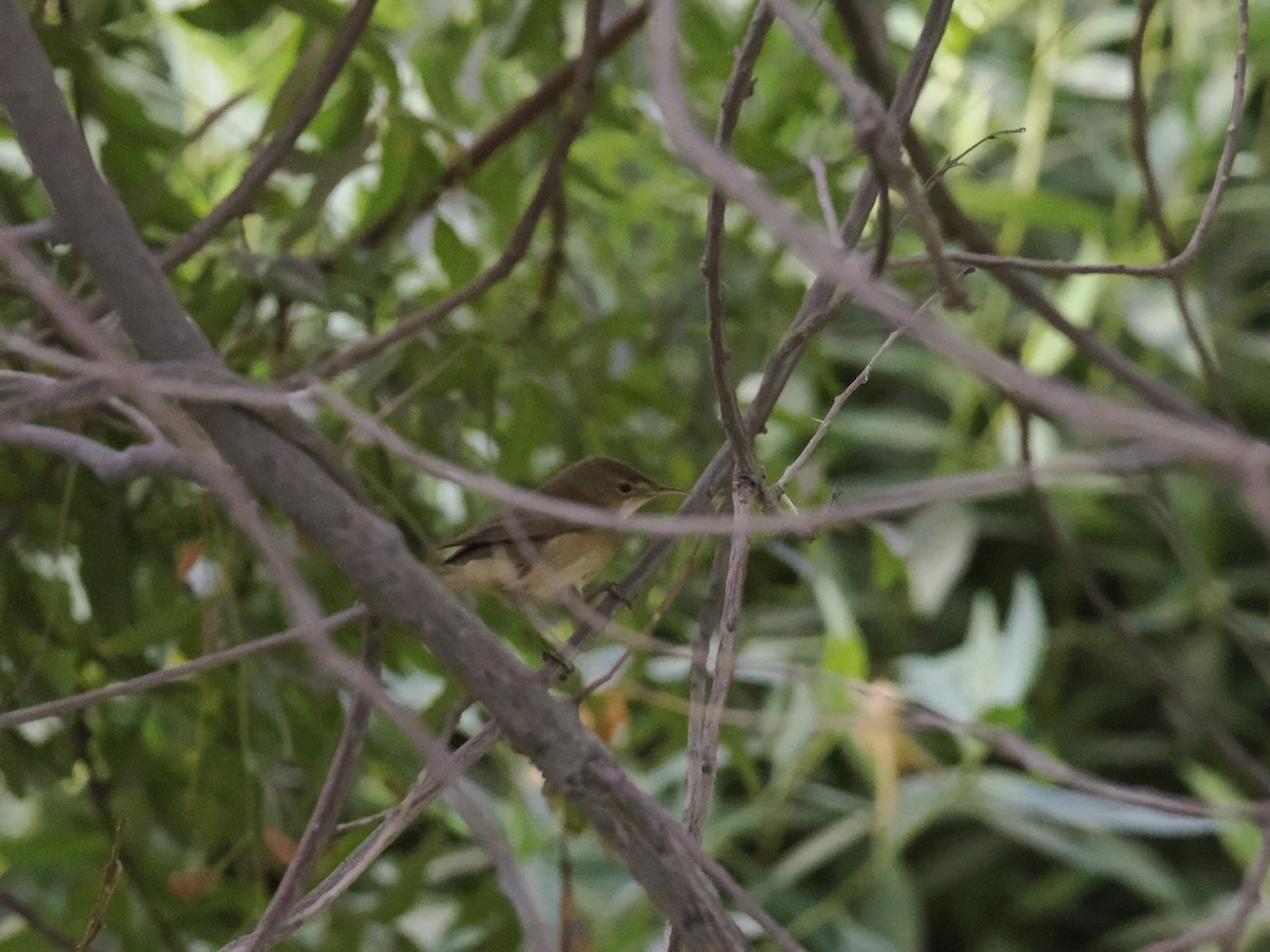 passerine sp. - ML642923908