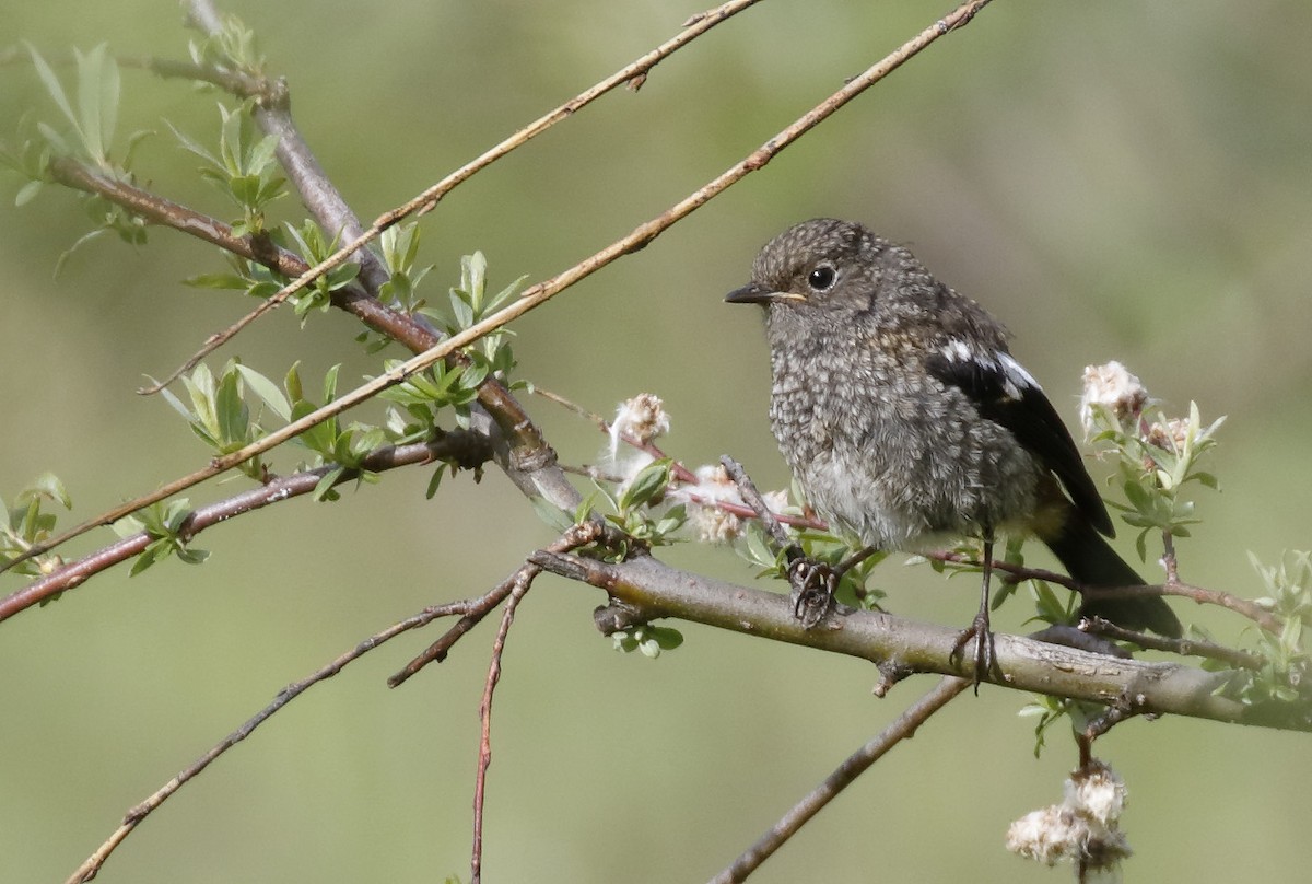 White-throated Redstart - Dave Curtis