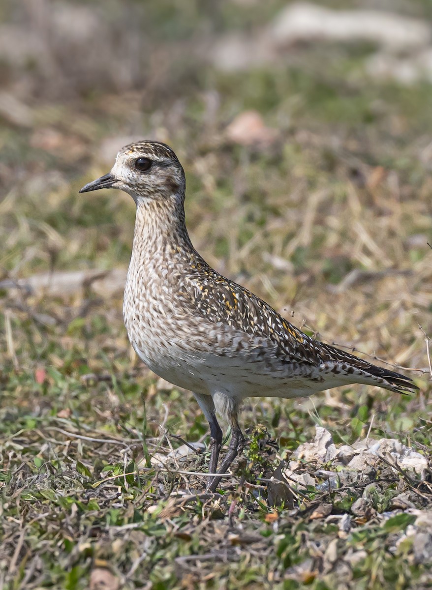 European Golden-Plover - ML642923941