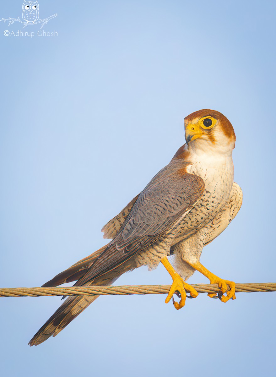Red-necked Falcon - ML642923942