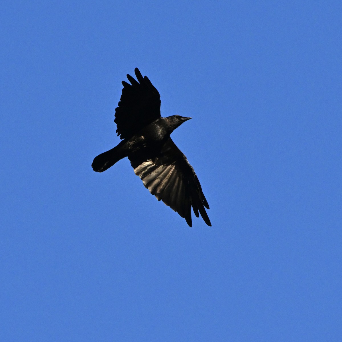 American Crow - ML642923946