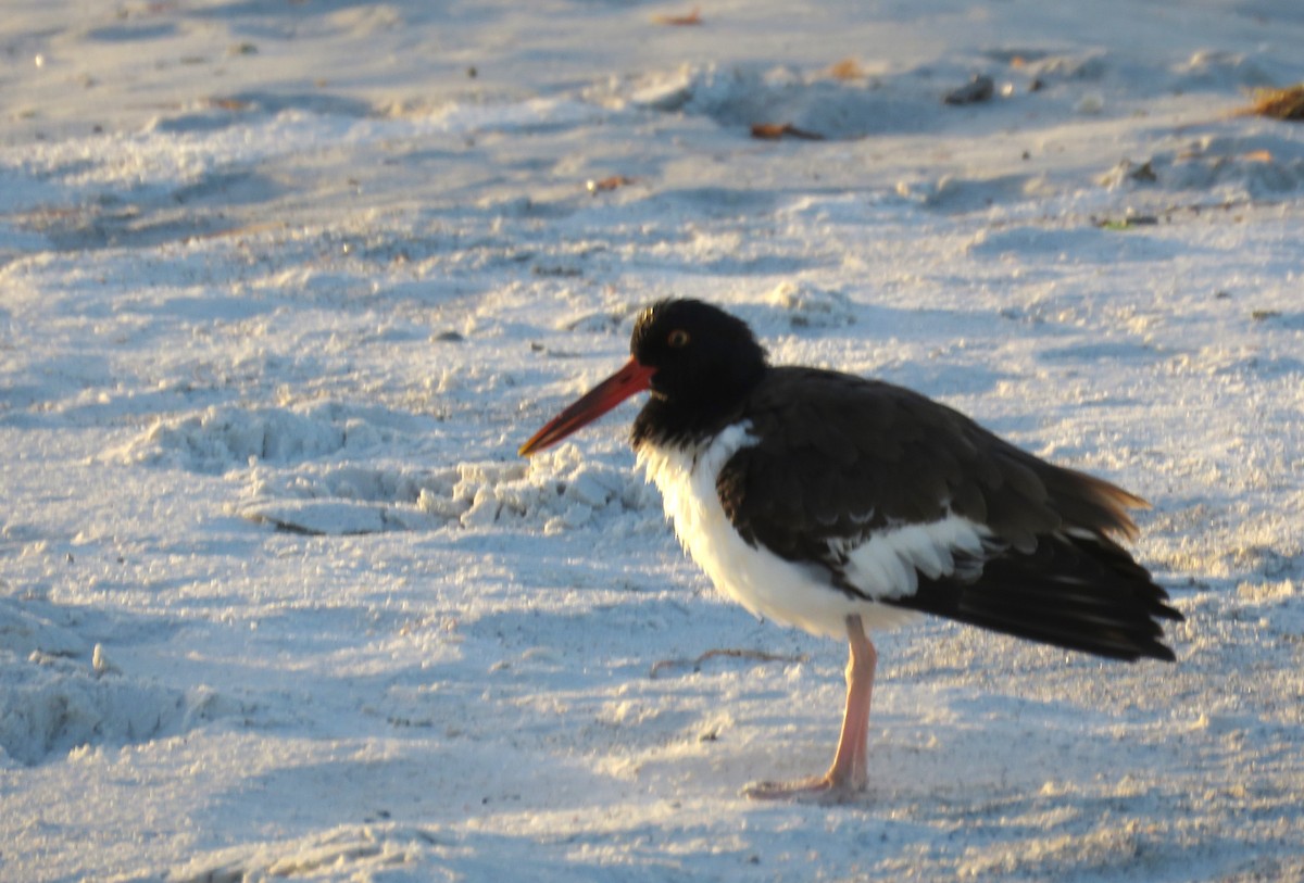 American Oystercatcher - ML642923948