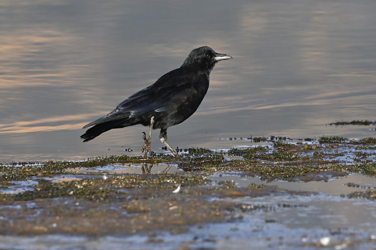 American Crow - ML642923950