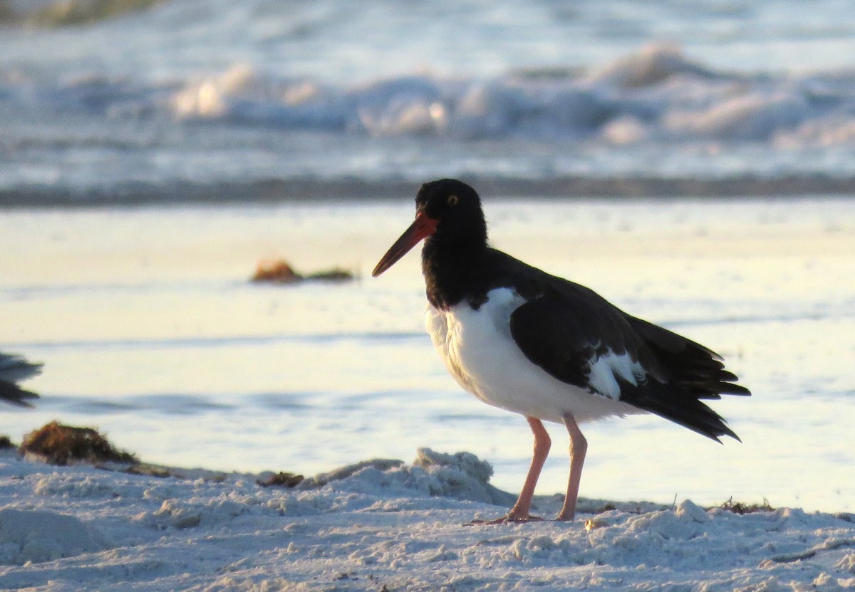 American Oystercatcher - ML642923951