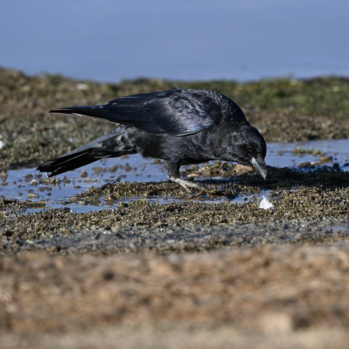 American Crow - ML642923954