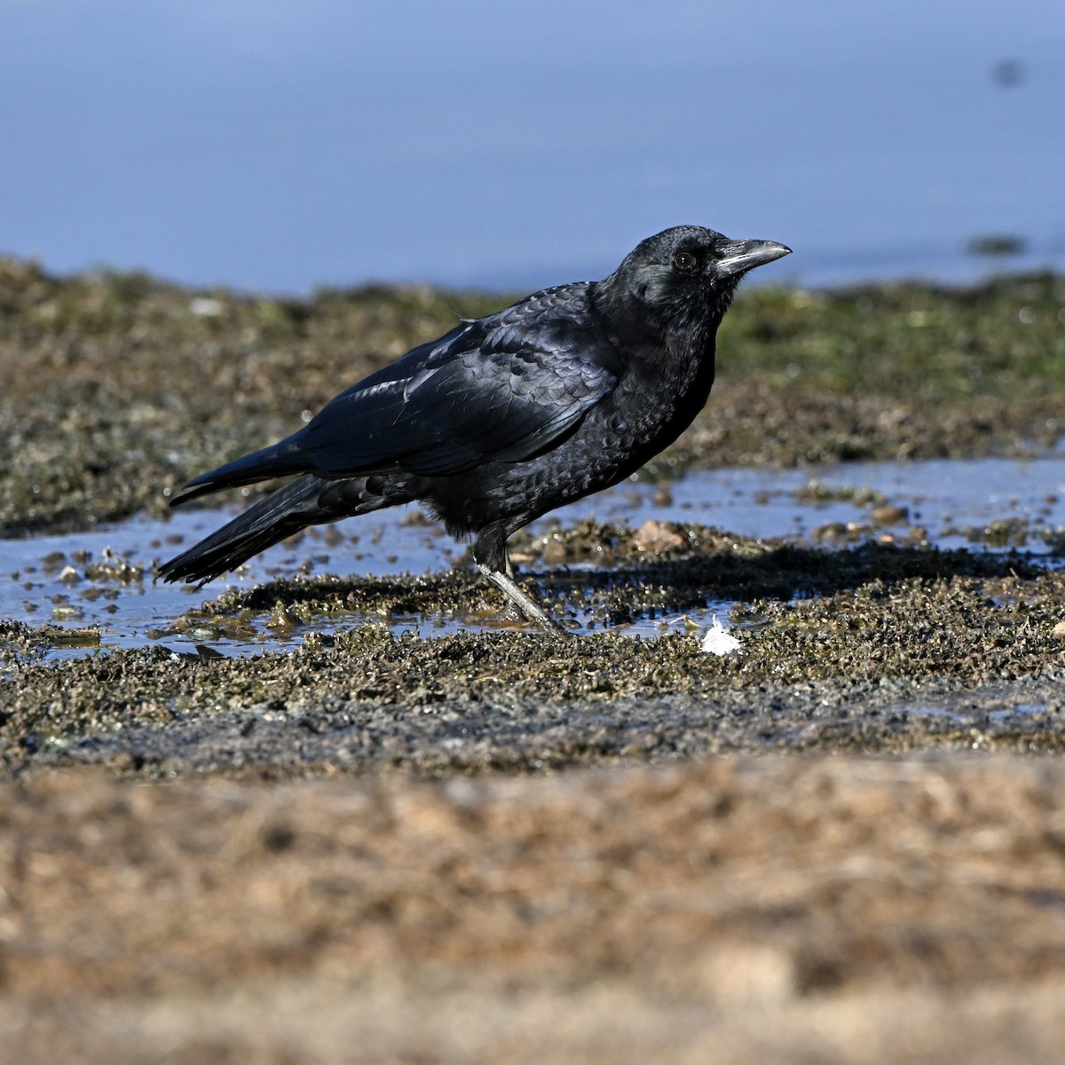 American Crow - ML642923955